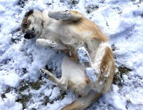 Comment (bien) passer l’hiver et les fêtes avec mon animal